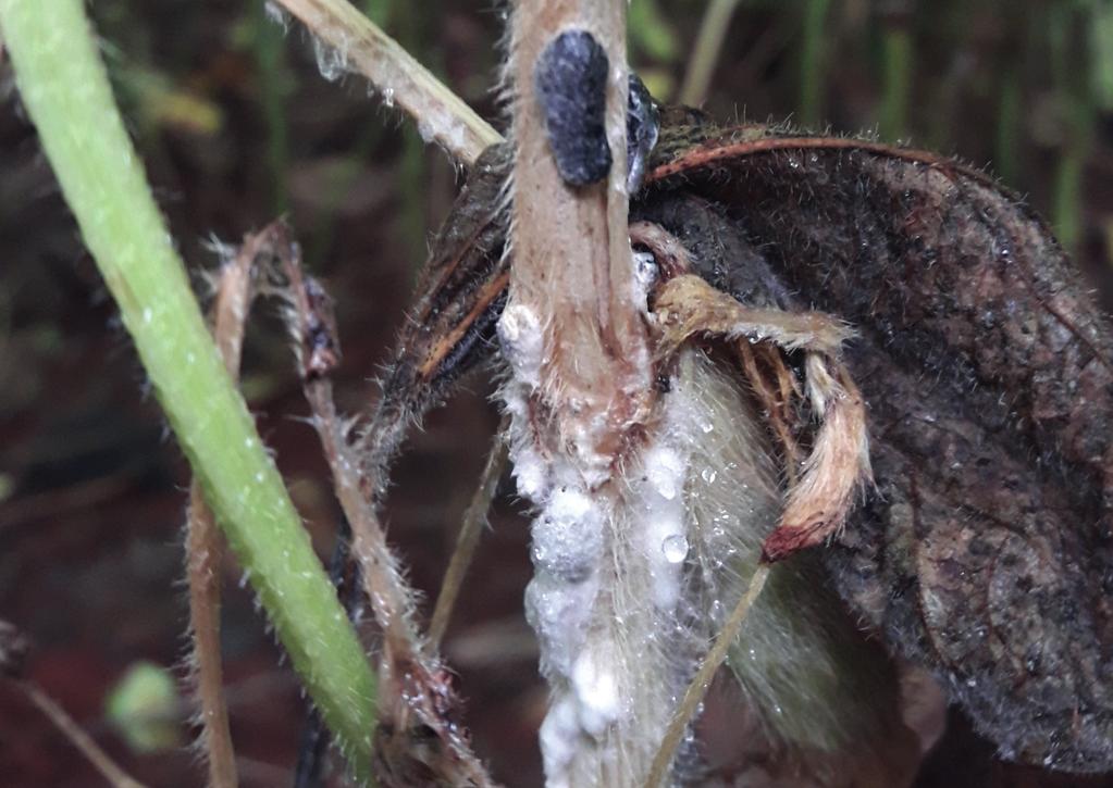 ISSN 2176-2864 CIRCULAR TÉCNICA 140 Eficiência de fungicidas para controle de mofo-branco (Sclerotinia sclerotiorum) em soja, na safra 2017/18: Resultados sumarizados dos ensaios cooperativos