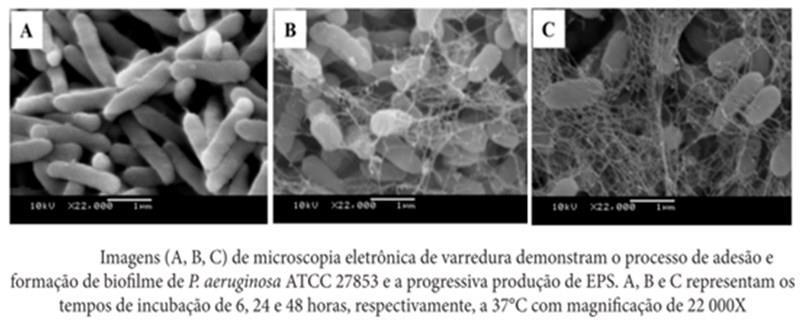 Fatores orgânicos de crescimento Os compostos orgânicos essenciais que um organismo é incapaz de sintetizar são conhecidos como fatores orgânicos de crescimento.