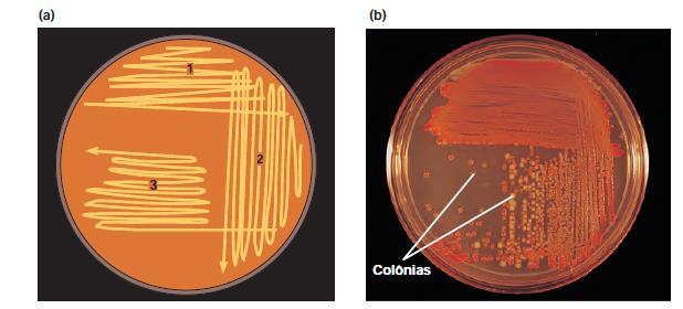 OBTENÇÃO DE CULTURA PURA Isolamento Crescimento Microbiano