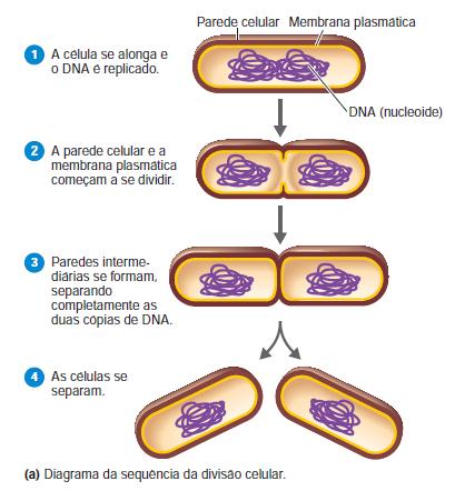 CRESCIMENTO DE