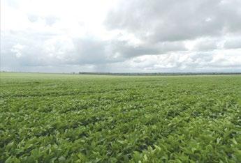 SOJA Protocolos de adubação GENÓTIPO...P98Y30 PLANTIO...28/11/2015 COLHEITA...31/03/2016 MUNICÍPIO...Paraíso das Águas/MS ENG. AGRÔNOMO...Fernando Guerra RTV...Guilherme Ramos INSTITUIÇÃO.