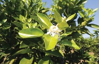 LARANJA Protocolos de adubação VARIEDADE... Pêra-Rio em Sunki COLHEITA... 19/02/2016 e 04/01/2017 MUNICÍPIO.