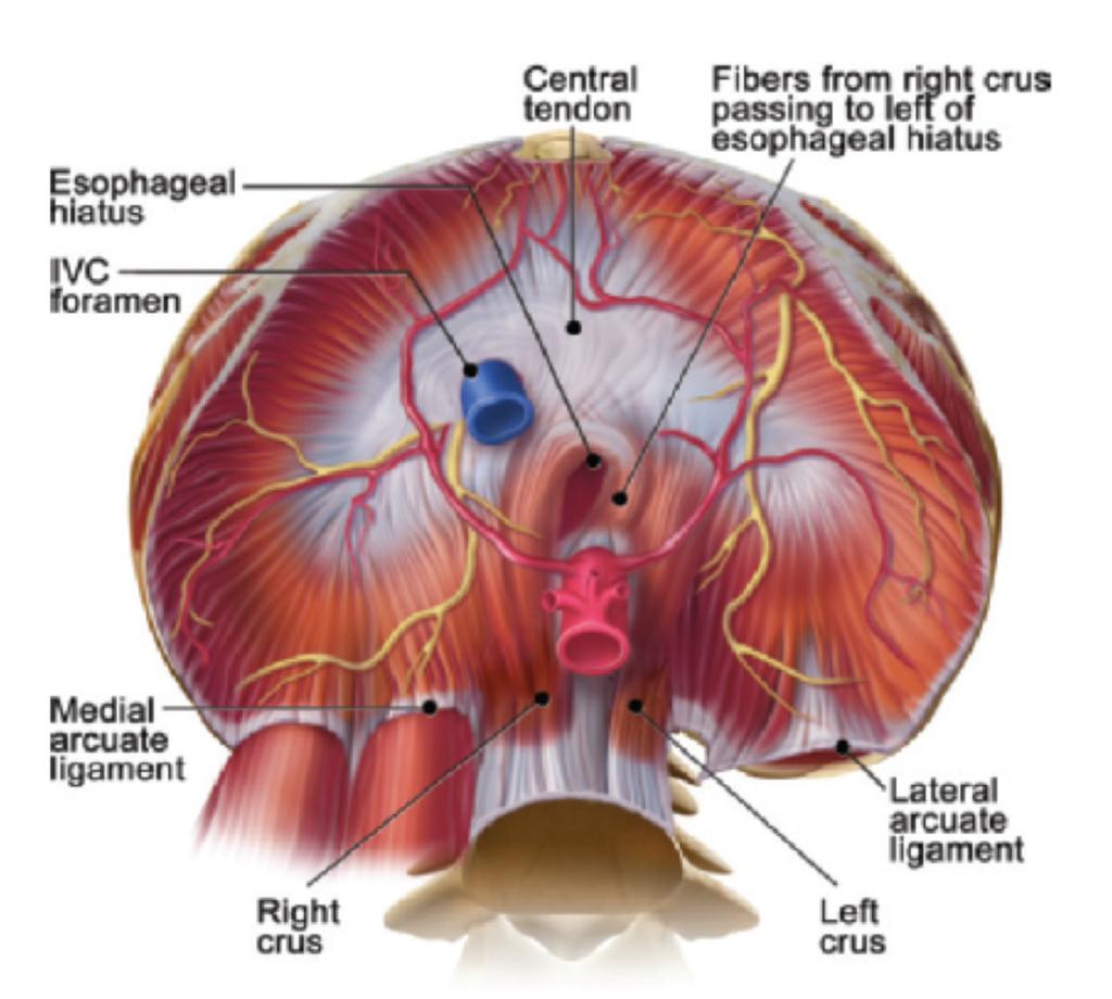 1. Introdução ANATOMIA Inserções: Orifícios: Fibras esternais: apófise Orifício da VCI (T8): VCI xifoide e ramos direitos do nervo frénico Fibras costais: 6º-12º arcos costais Hiato esofágico (T10):