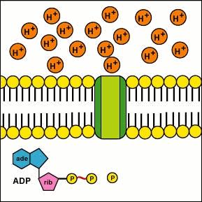 CELULAR ATP ADP + P Síntese de ATP Perda