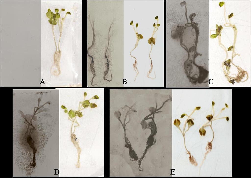 Ensaio 2 - Colonização repolho por estirpes de B. thuringiensis marcadas com radioisótopos A bactéria marcada com metionina S 35 pôde ser detectada em todas as partes das plantas inoculadas.