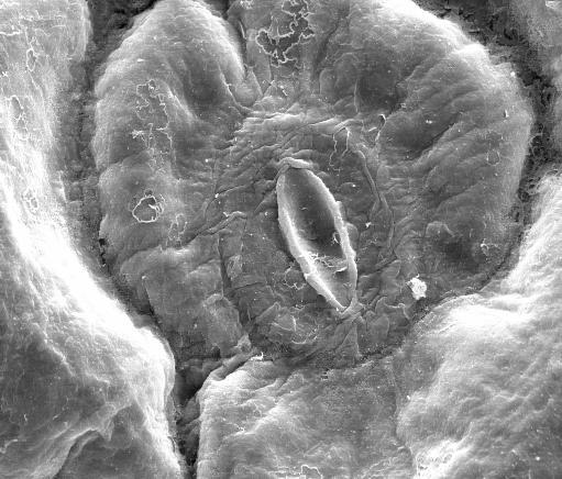 A B cb C D cv ce ep cb ce Figura 6 Micrografia eletrônica de varredura mostrando a colonização de diferentes partes das plântulas de repolho por