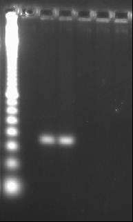 pb 700 200 1 2 3 4 5 6 Figura 2 - Produtos de PCR obtidos com oligonucleotídeos específicos para genes tipo cry1b, através da utilização dos iniciadores CJ9 e DNA das estirpes S1450 HD-1, S1905,