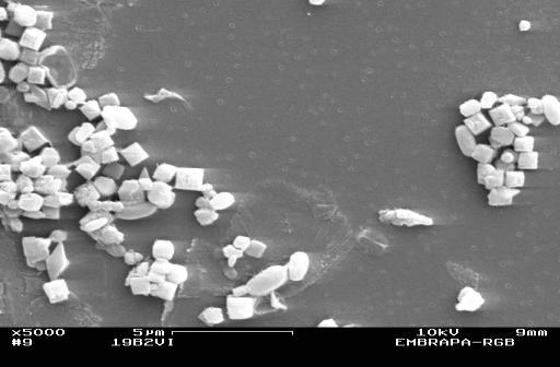 podem estar associados com as proteínas do tipo Cry2 que apresentam atividade contra insetos da ordem Lepidoptera e Diptera (DANKOCSIK et al.