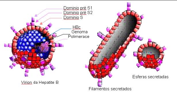 Introdução 3 O VHB está atualmente classificado na família Hepadnaviridae, que compreende uma série de vírus hepatotrópicos que infectam outras espécies de mamíferos e aves, compartilhando