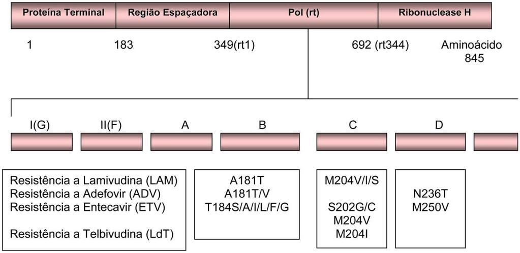 Introdução 21 O uso de lamivudina está particularmente associado a mutações de resistência, pois uma substituição única de metionina por valina ou isoleucina na posição 204 na região da transcriptase