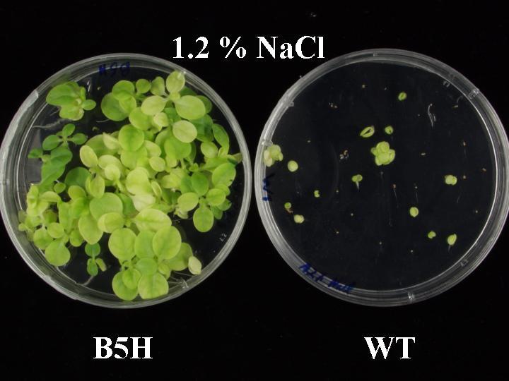 Expressão do gene da T6P de Arabidopsis em Tabaco Água doce