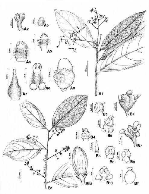 Lauraceae Jussieu na Reserva Ecológica de Macaé de Cima, Município de Nova Friburgo, Rio de Janeiro, Brasil 69 Figura 2 - A. Aniba firmula (Nees & Mart.