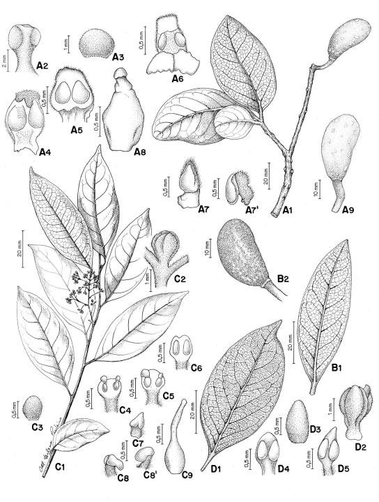 Lauraceae Jussieu na Reserva Ecológica de Macaé de Cima, Município de Nova Friburgo, Rio de Janeiro, Brasil 73 Figura 3 - A. Beilschmiedia rigida (Mez) Kosterm.