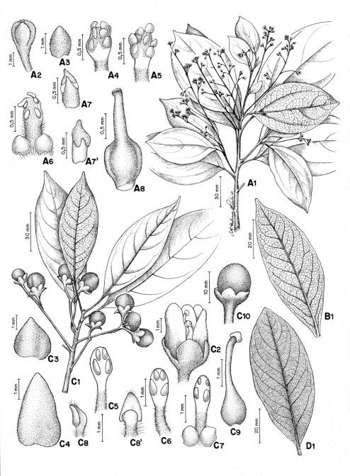 80 Quinet, A. e Andreata, R. H. P. Figura 4 - A. Cinnamomum glaziovii (Mez) Kosterm.