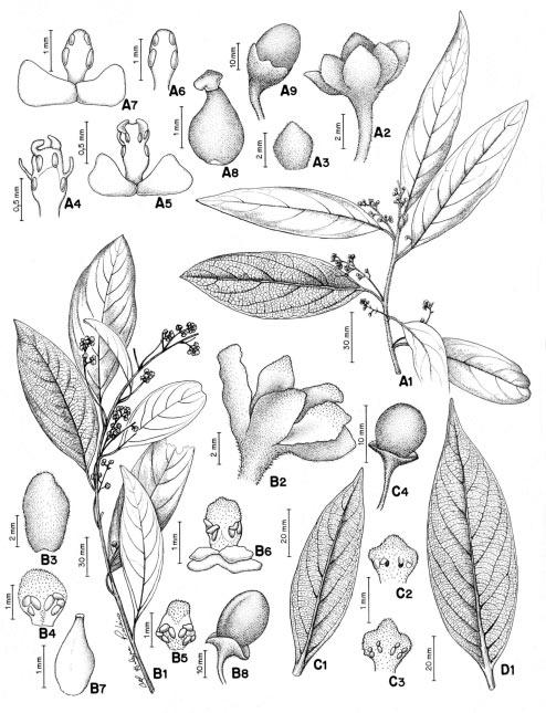 86 Quinet, A. e Andreata, R. H. P. Figura 5 - A. Rhodostemonodaphne macrocalyx (Meisn.