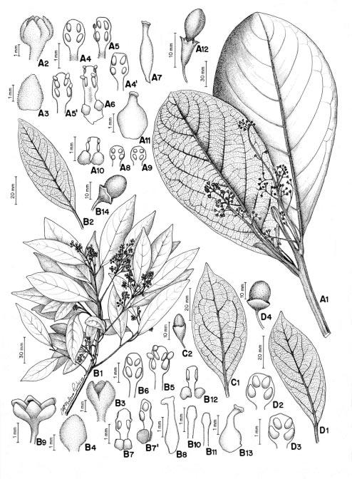 102 Quinet, A. e Andreata, R. H. P. Figura 8 - A. Ocotea tabacifolia (Meisn.