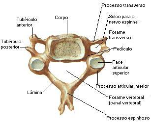 24 As vértebras cervicais possuem forame transverso, processo espinhoso bifurcado ou bífido e corpo reduzido.