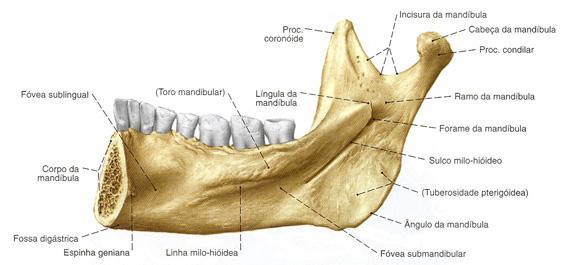 26 Fonte: Netter (2000) Figura 2.5 - Representação mandíbula 2.2.3 Anatomia da maxila (axial) É um osso plano e irregular.
