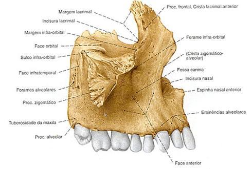 27 A maxila articula-se com nove ossos: frontal, etmóide, nasal, zigomático, concha nasal inferior, lacrimal, palatino, vômer e maxila do lado oposto (figura 2.6) (Madeira, 1997).