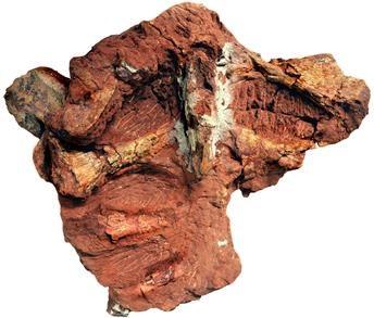 24 CS 1 CS 2 Figura 15- Expostos lado a lado, a pelve de Haplocanthosaurus e o espécime cerne deste trabalho.