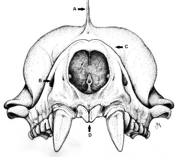 Figura 39- Vista frontal do crânio de M. rufus.