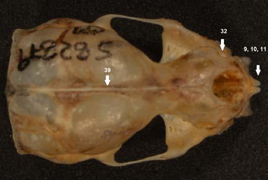 42- Projeção do processo paraoccipital: Projetado lateralmente (0); Projetado frontalmente(1). O processo mastóideo em E. auripendulus, P. centralis, M. sp. nov. e M.