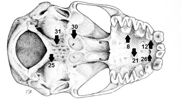 Figura 3 -Crânio de M. coibensis em vista ventral.