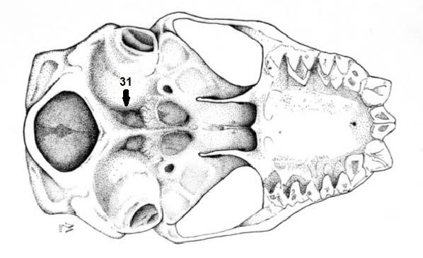Figura 4- Crânio de M. molossus em vista ventral.