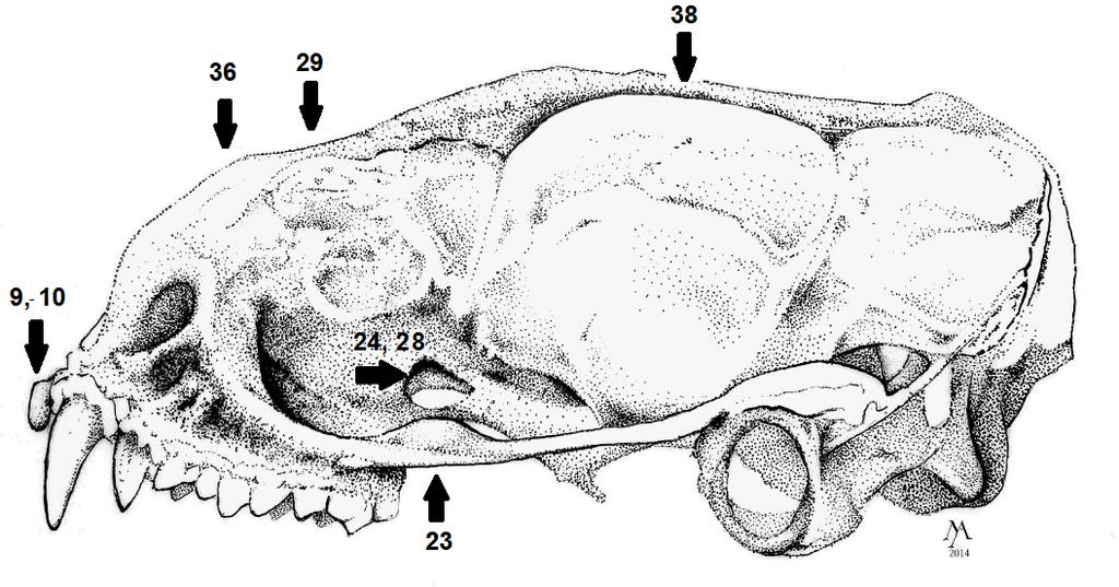 Figura 5- Crânio de M. molossus em vista lateral.