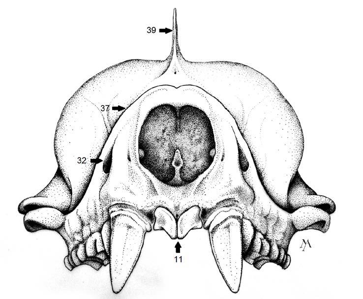 Figura 7 - Crânio de M. molossus em vista frontal. Os números reapresentam caracteres descritos.