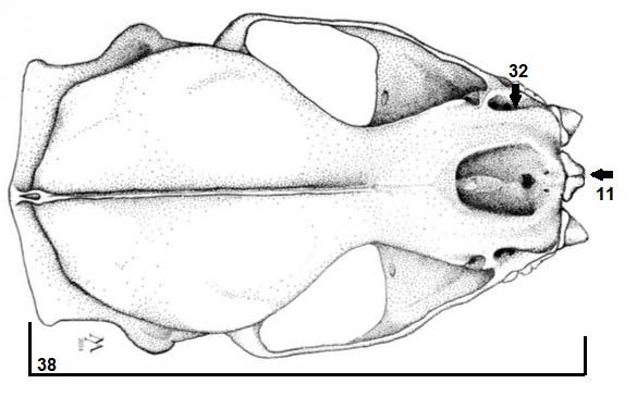 Figura 11 - Crânio de M. rufus em vista dorsal.
