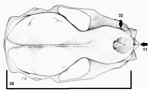 Figura 12 Crânio de M. molossus em vista dorsal.