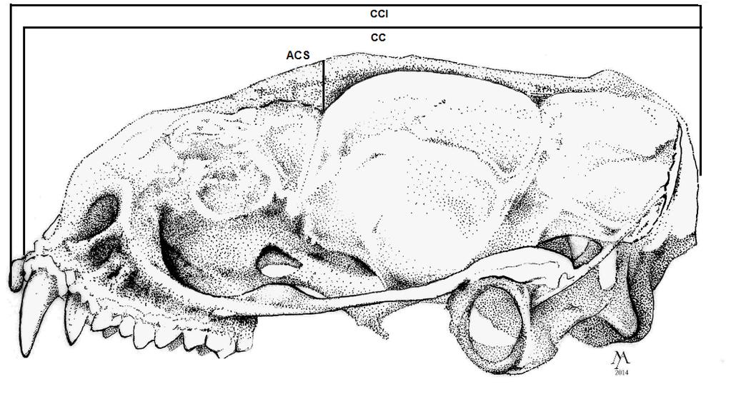 Figura 15 Medidas craniais em vista