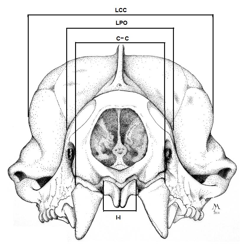 Figura 17 Medidas craniais em vista frontal do crânio de M. molossus. Análise dos dados - O teste t de Student foi realizado para a determinação da existência de dimorfismo sexual dentro das espécies.