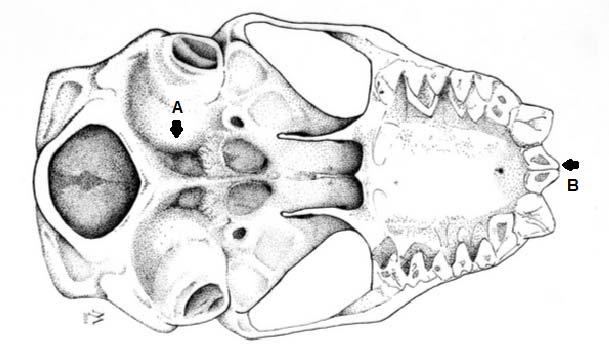 Figura 29- Vista ventral do crânio de M. molossus.