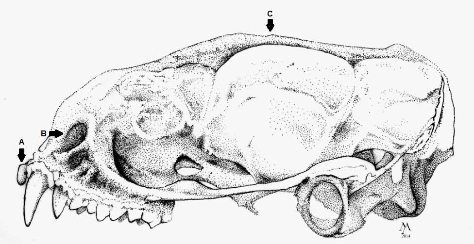 (B). Figura 30- Vista lateral do crânio de M. molossus.