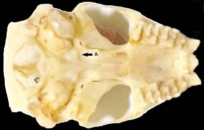 (18,9-20,9mm). Apresenta nove estrias palatais. Crânio de forma intermediária entre robusta e alongada, com rostro curto e inflado, caixa craniana abaulada.