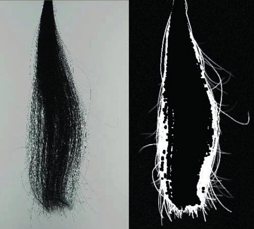 DESEMPENHO Redução do frizz Testes de eficácia realizados em mechas de cabelo caucasiano virgem com grau de ondulação III demonstraram que quando utilizado em shampoos e condicionadores de cabelo,