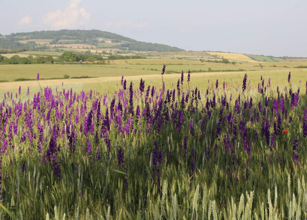 Uma viagem a Provence através dos 5 sentidos PROGRAMAS DE TRATAMENTOS SPA L OCCITANE Relaxamento, revitalização, desintoxicação e hidratação combinados, formam um programa personalizado para o