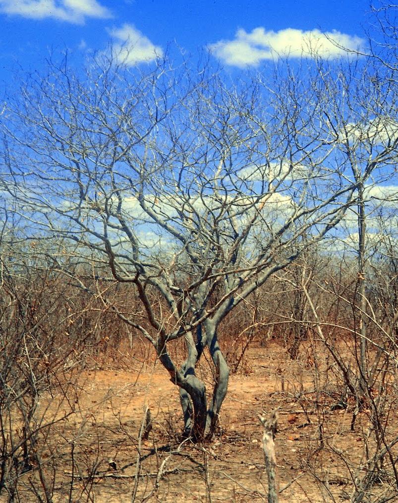 Caatinga Mata branca, em tupi; Único bioma exclusivamente brasileiro (CE, RN, PB, PE, SE, AL, BA, PI e MG); Vegetação arbustiva ou arbórea adaptada ao clima quente