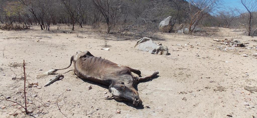 Destruição da Caatinga Devido as características climáticas da