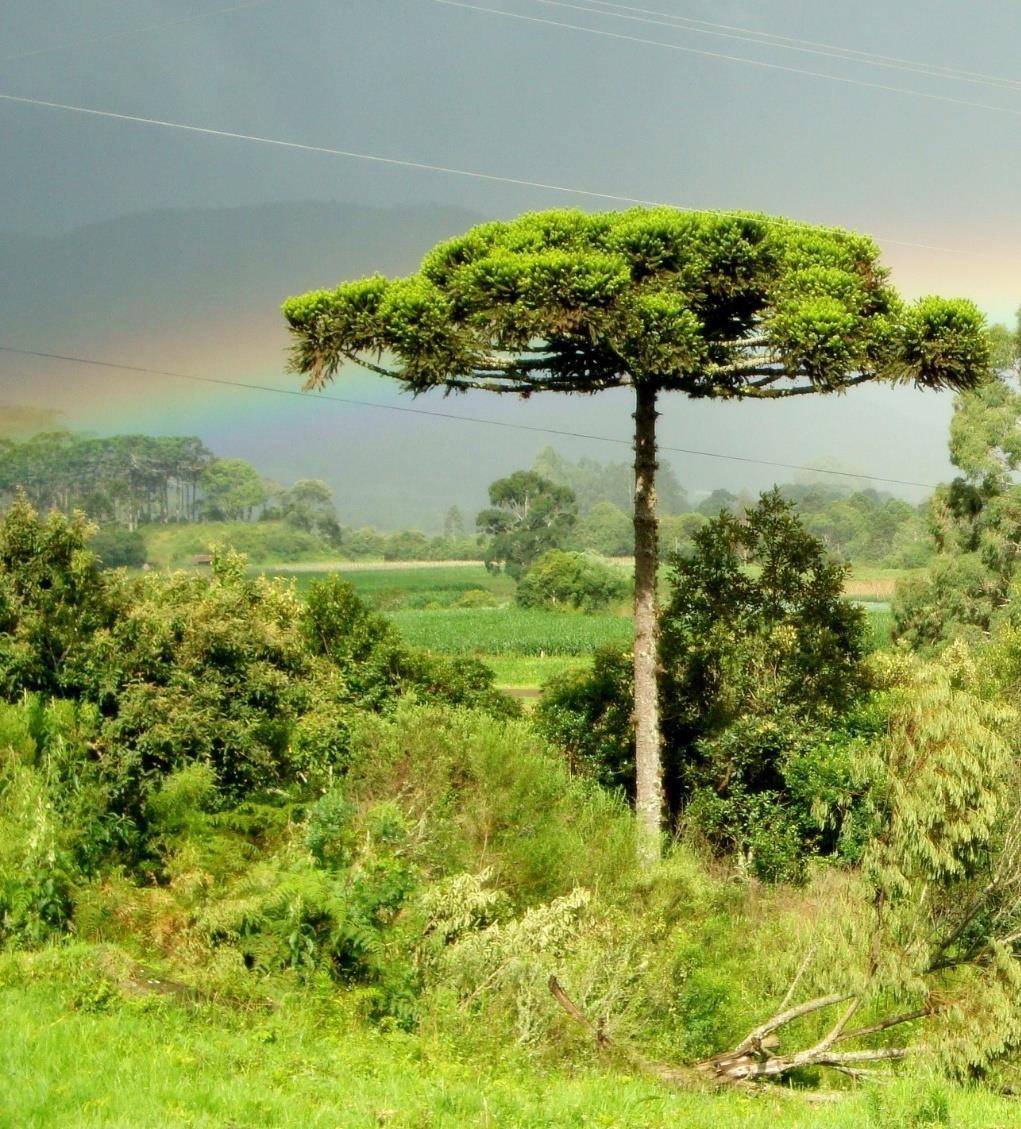 Mata Atlântica Floresta pluvial costeira ou Floresta Atlântica; Acompanha a cadeia de montanhas existentes desde o RN até o RS; Clima quente e úmido; Vegetação diversificada e estratificada;