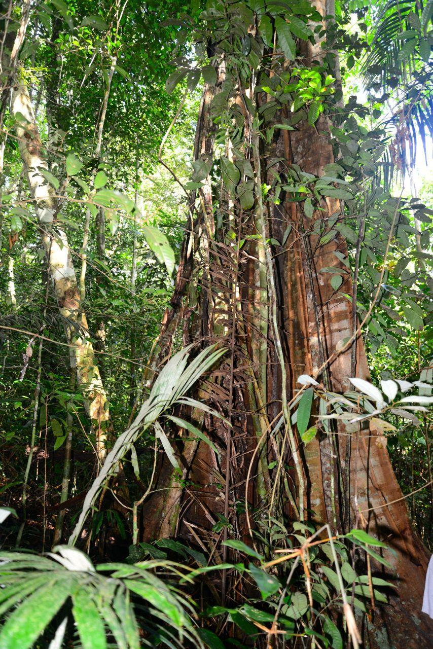 Floresta amazônica Floresta pluvial (ombrófila) tropical; Temperatura relativamente estável ao longo do ano; Vegetação