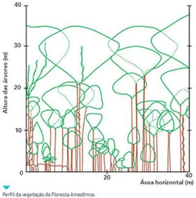 pobre em nutrientes; Estratificação vegetal favorece a diversidade biológica: cada estrato apresenta microclimas e fauna