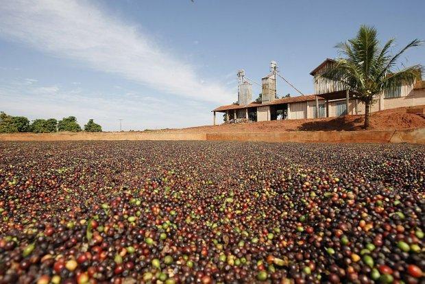 Agricultura As principais riquezas agrícolas do Paraná são o trigo, o milho e a