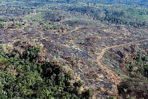 Extrativismo Vegetal A exploração dos pinheirais, esteve bastante ameaçada pela indústria madeireira e pela agricultura extensiva.