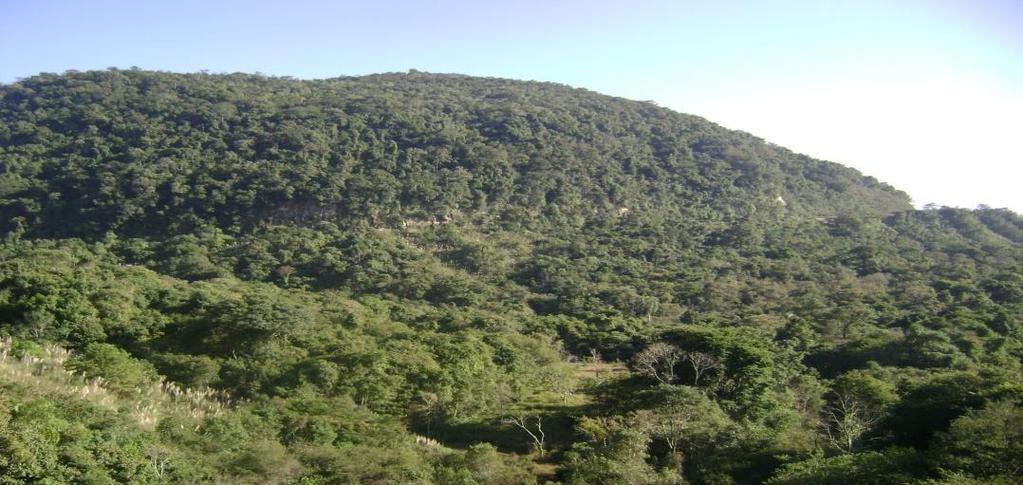 Terceiro Planalto ou Planalto de Guarapuava É o maior dos planaltos em extensão. As altitudes variam entre 900m e 1200m de altura.