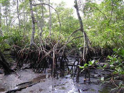 Manguezais O mangue é uma formação litorânea que se estende do Amapá até o Sul do Brasil e aparece em desaguadouros bastante planos de rios, junto à foz, apresentando um trecho meândrico