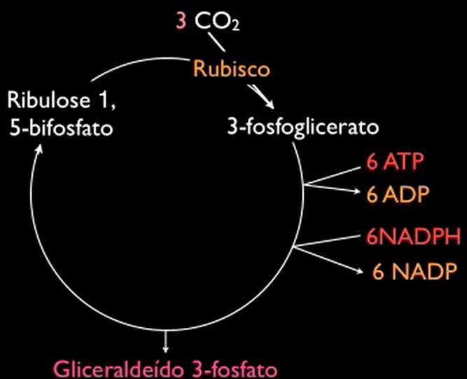 19 Forma-se, então, um composto instável de seis carbonos, que logo se quebra