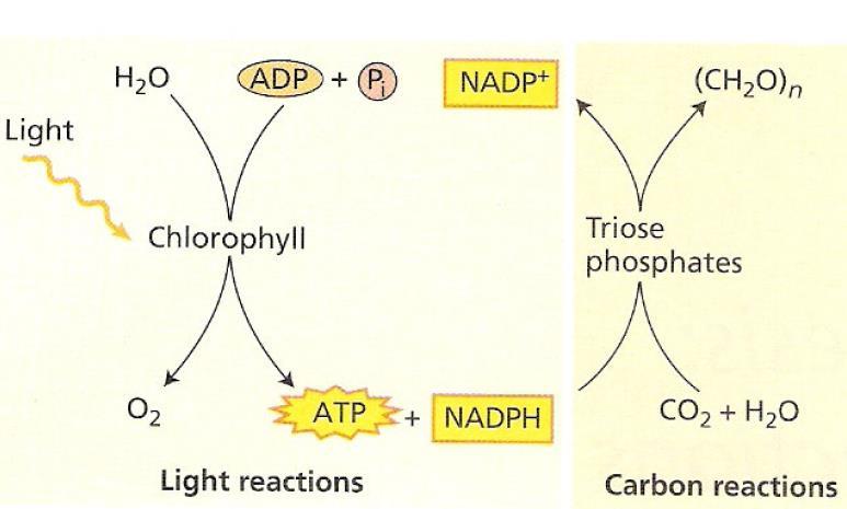 24 (2) Etapa bioquímica: fixação do carbono As reações que catalisam a redução de CO2 para carboidratos são acopladas ao consumo de ATP e NADPH gerados no fluxo de elétrons fotossintético.